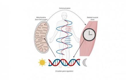 Skelettmuskler Brendan Gabrielhem