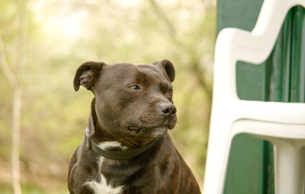 Staffordshire Bull Terrier