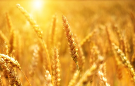 Whole Grain