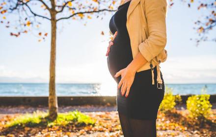 Gravid 01656