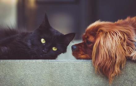 Catanddog3