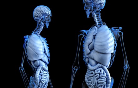 Anatomiskbildorgan
